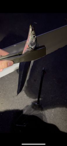 タチウオの釣果