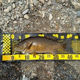 スモールマウスバス