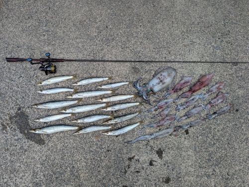 カマスの釣果