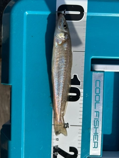 キスの釣果