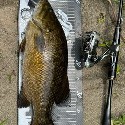 スモールマウスバス