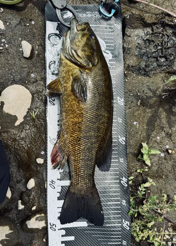 スモールマウスバスの釣果