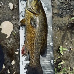 スモールマウスバス