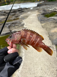 アカハタの釣果