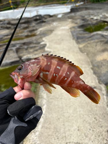 アカハタの釣果