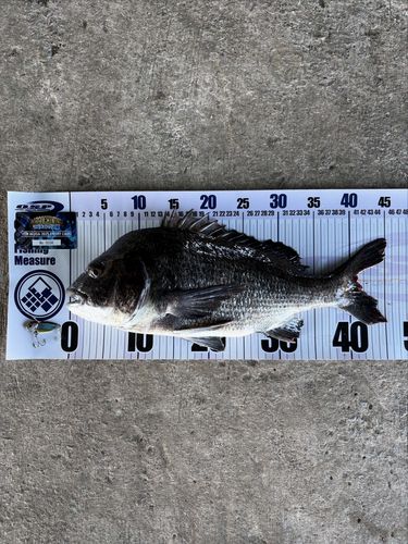 チヌの釣果