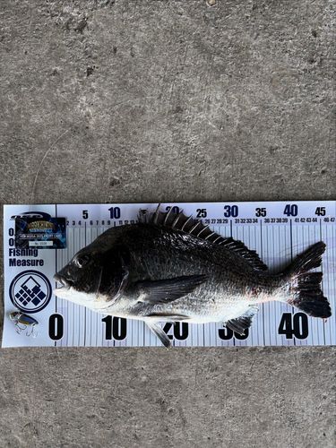 チヌの釣果