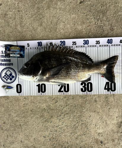 チヌの釣果