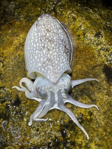 シリヤケイカの釣果