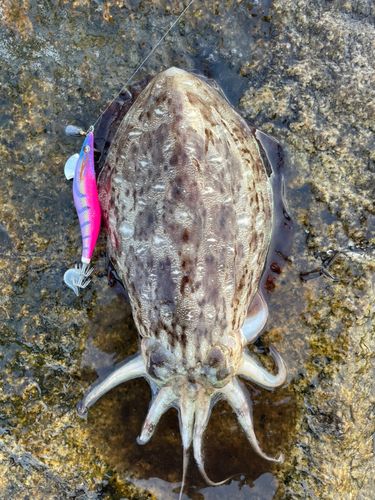 モンゴウイカの釣果