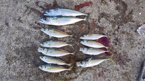 アジの釣果
