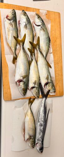 ワカシの釣果