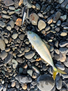 ワカシの釣果