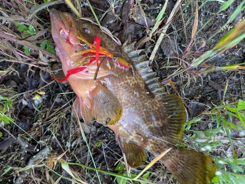 キジハタの釣果