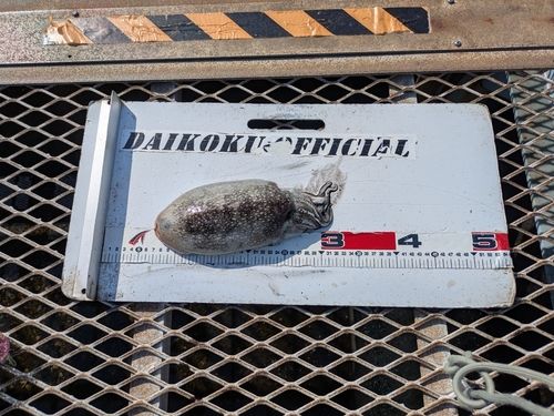 シリヤケイカの釣果