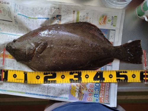ヒラメの釣果