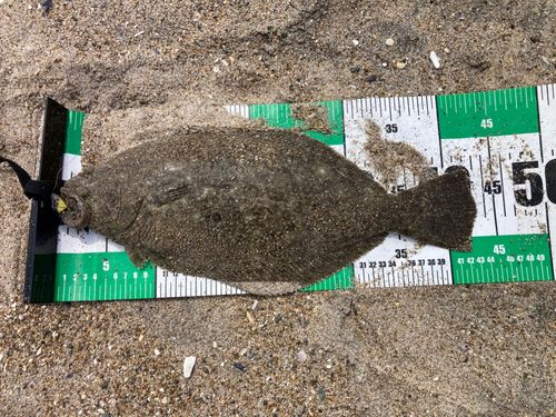ヒラメの釣果