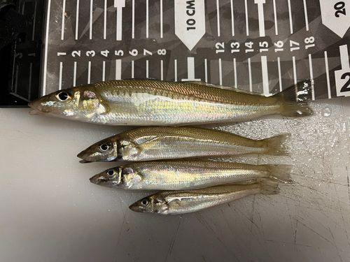 シロギスの釣果