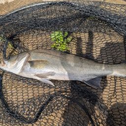 セイゴ（マルスズキ）