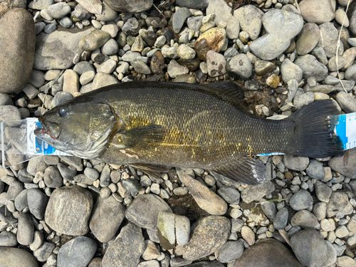 スモールマウスバス