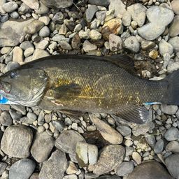 スモールマウスバス