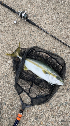 ヒラマサの釣果
