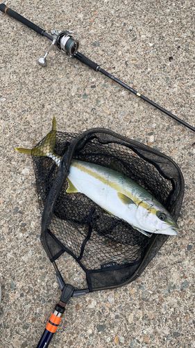 ヒラマサの釣果
