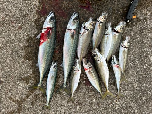 サバの釣果
