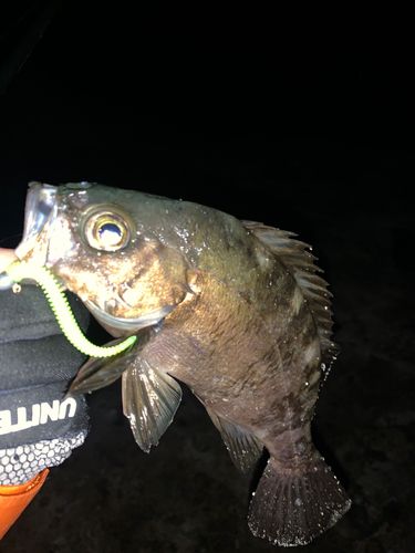 アオメバルの釣果