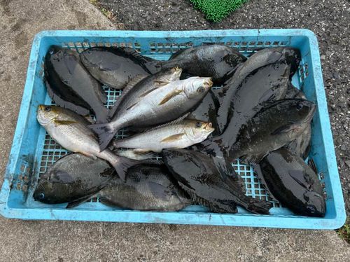 クチブトグレの釣果