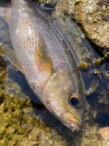 イサキの釣果