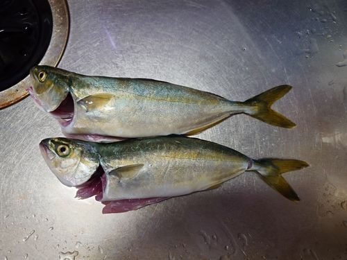 ワラサの釣果