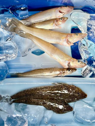 シロギスの釣果