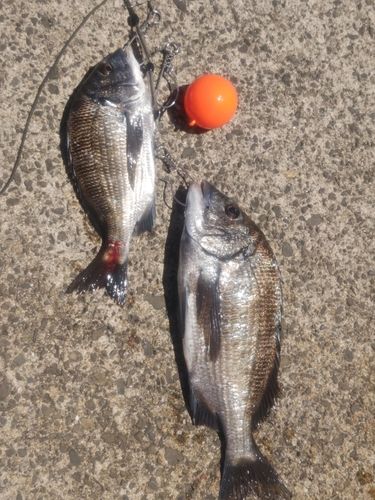チヌの釣果