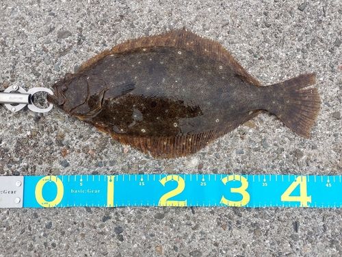 ヒラメの釣果