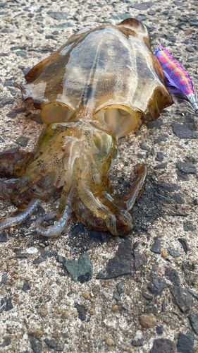 アオリイカの釣果