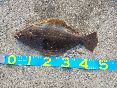 ヒラメの釣果