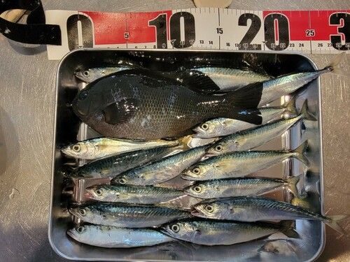サバの釣果