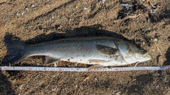 フッコ（マルスズキ）の釣果