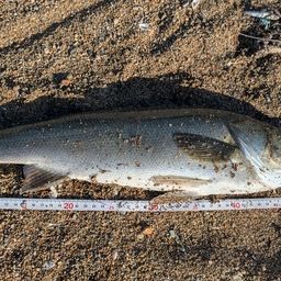 フッコ（マルスズキ）