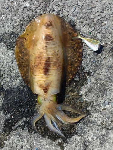 アオリイカの釣果