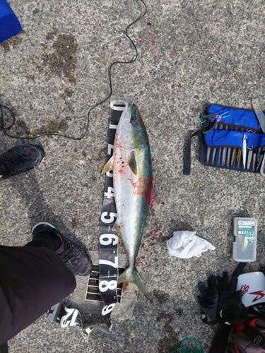 ブリの釣果