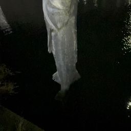 シーバス