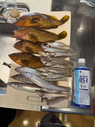 アコウの釣果