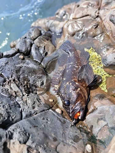 ムラソイの釣果