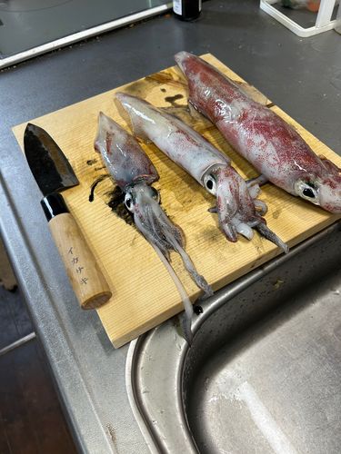 ヤリイカの釣果