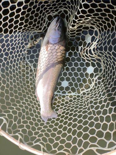 ニジマスの釣果