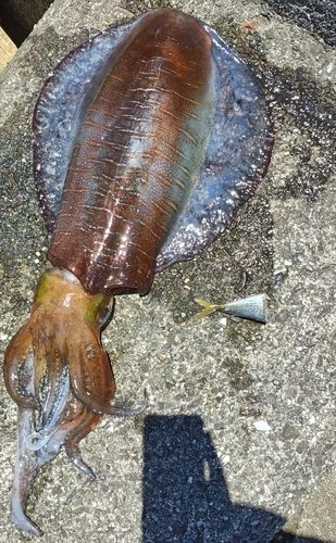 アオリイカの釣果