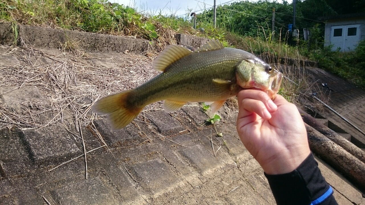 ブラックバス