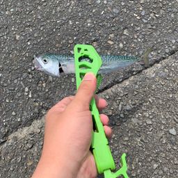 サバ